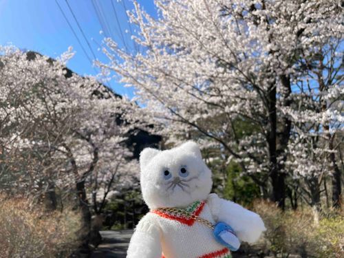 さくら～🌸