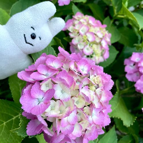 あじさい きれいだね〜