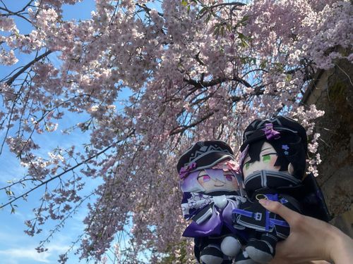 桜の見納めだね。
麿「水心子、今年も綺麗に咲いてるね」
水「旅での景色もここで見納めだな」
麿「また一緒に行こうね」