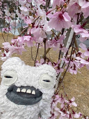 きれいだなぁ🌸
暖かくなってきたしたくさんお出かけしたいね💚💚