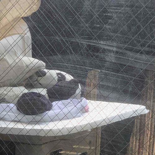  干されるpan