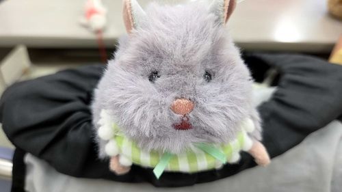がっこう ついてきてあげた