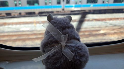 たてりぼん きになる