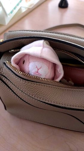 🐰💕車てんけんまだかな？