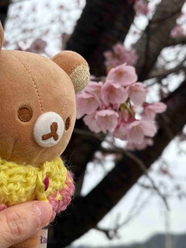 ちょっと近くを歩いてきたら、早咲きの桜がちらほらと。
満開になるのが楽しみです。