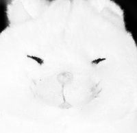ずぼらさん