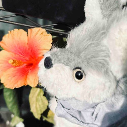 これはね、冬のお外で咲いてるハイビスカスなんだ。こんなに寒い日でも咲けるってすごいね🌺✨