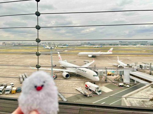 空港に行ったよ。
飛行機は乗ってないけど、飛行機は見てきた。
音が大きかった。
かっこよかった。