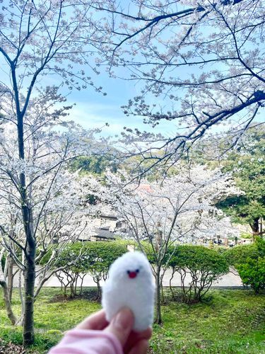 この間桜見てきたよ。
満開だね。