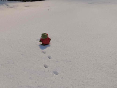 去年は大雪だったぽこ
新雪を歩かせてもらったぽこ