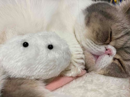 ふわふわ　いのち