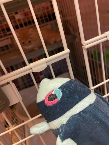 新メンバー

このこは あんずちゃん
すこてぃっしゅふぉーるどの おとこのこ

げんきいっぱい いろんなものが きになって しかたない おとしごろの こねこちゃん

ぼくたちも いっぱい あそんでもらう よてい！ たのしみだなあ