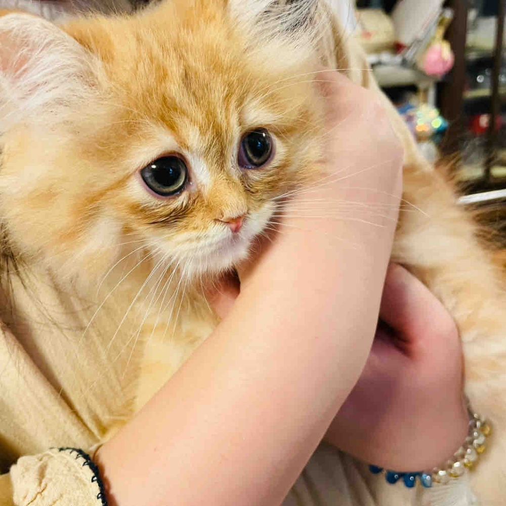 新メンバー

このこは あんずちゃん
すこてぃっしゅふぉーるどの おとこのこ

げんきいっぱい いろんなものが きになって しかたない おとしごろの こねこちゃん

ぼくたちも いっぱい あそんでもらう よてい！ たのしみだなあ