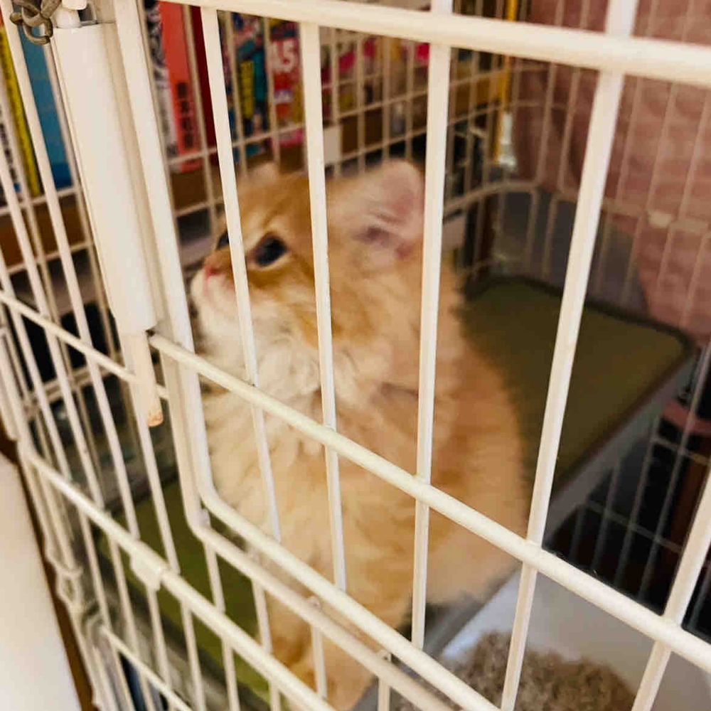 新メンバー

このこは あんずちゃん
すこてぃっしゅふぉーるどの おとこのこ

げんきいっぱい いろんなものが きになって しかたない おとしごろの こねこちゃん

ぼくたちも いっぱい あそんでもらう よてい！ たのしみだなあ