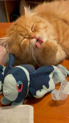 こねこの あんちゃん

このこは こねこの あんずちゃん🐈
すこてぃっしゅふぉーるどの おとこのこ

そろそろ ぼくたちの おへやにも あそびにきて もらえそう！
ないくん まっててね！🐈‍⬛
