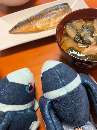 かかかっかっかかかもーん

さば！！
(ごきげんいかがですか という いみ)
まいたけの おみそしるって おいしいよね しんなりした おやさいと いっしょなのが すきだな