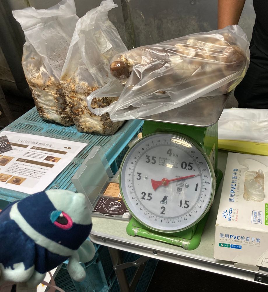 きのこがり してみよう🍄

ぼく しいたけが だいすき！ だから…
しいたけがりに やってきたよ！
ふくろに はいるだけ いれほうだい！
ふくろの うえにも つめるだけ つんでよし！
でも おとさないようにねって るーるが あったよ

おおきくて にくあつな しいたけと… ほどほどの おおきさの しいたけを くみあわせて、 ふくろを いっぱいに したよ！

けっかは… こんなに いっぱい とれた！！🍄🍄🍄🍄
ぼく この はかりの めもりは よめないんだけど とにかく いっぱい だよね！

そう こんやの ばんごはんは…🤩