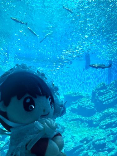 仙台の思い出🐠🫧
水族館キラキラ綺麗だった〜