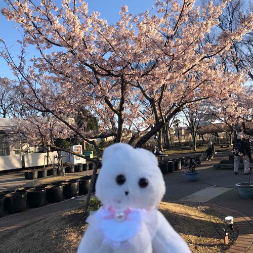 おはよう。
きのうのつづきだよ。ひとりずつとったから、しばらくまいあさこんなかんじ。