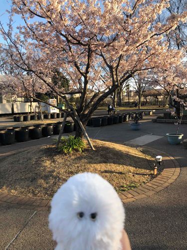 おはよう
ふぇーです
わたくしはけがながいので
かぜがつよいとこまります
みなさんはどうですか
それではげんきでおすごしください