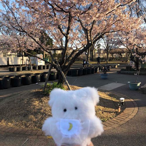おはよう！マーネです。
やぬしがいそがしくていまごろになっちゃった。
あのね、マーネってあさ☀️っていういみなんだって。マーネ、あさがすきだからうれしいな。💓
おてんきわるいところのおともだちはきをつけてね。
それではすてきないちにちを〜🍀
