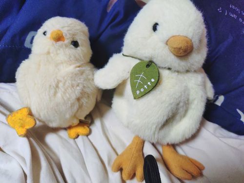 物音でびっくりこっこどっこおうち
