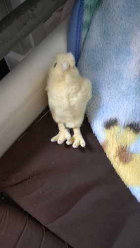 ダイエットしたぴよ