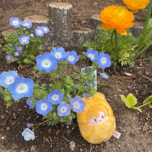 🌼
