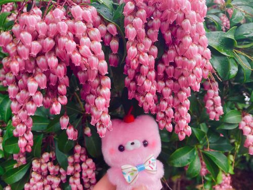 お花の季節🌸
