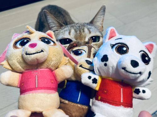 わるいやつら🐾にゃーん