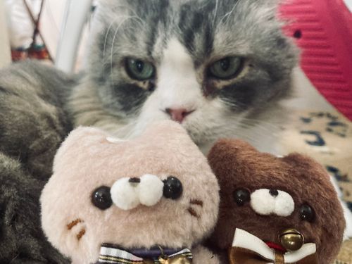 ﾆｬｯﾆｬｯ🐾