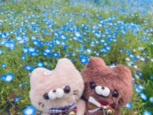 ネモネモーねもねもー🌼ﾆｬｯﾆｬｯ