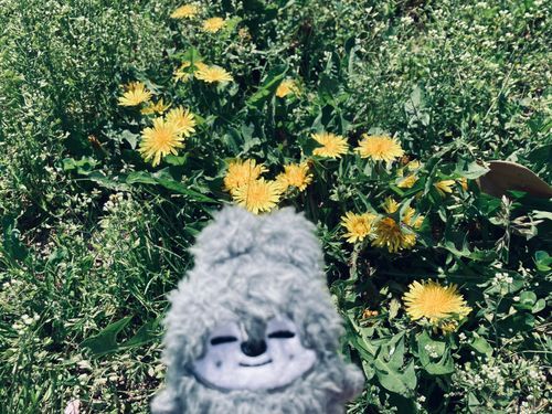 🌼