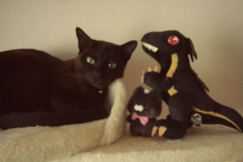 ガォー🦖🖤