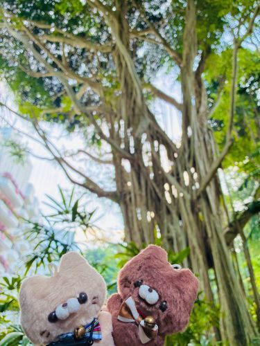 大きな木🪾ﾆｬｯﾆｬｯ🐾