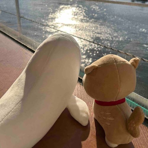 この前、同居イルカと松島に行ったよー