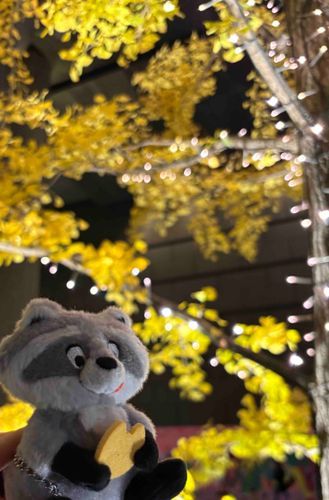 イチョウの木もキラキラになってて綺麗だった🍂✨
(またしてもピントが合ってない🫩
かいぬし、撮るの下手めだネ…。)