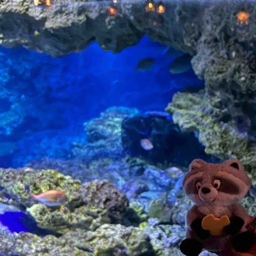 おさかなさんと一緒に撮ろうと思ったのに…みんな遠くに…🐟🐟🐟💨