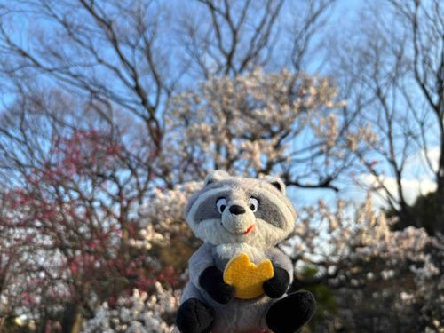 梅が咲いてて可愛かった🌸
