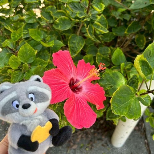 ハイサイ🌺