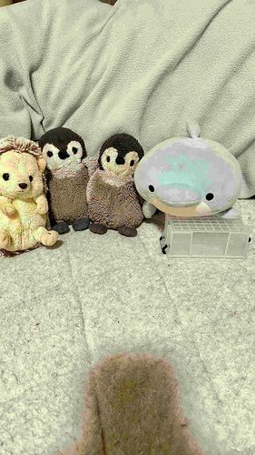 今日は「ぺんぺんといるた」の飼い主と一日中遊んだよいろんな事した！