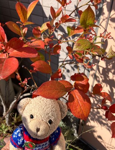 小さい秋みつけたよ🍂ブルーベリー🫐の木の紅葉
