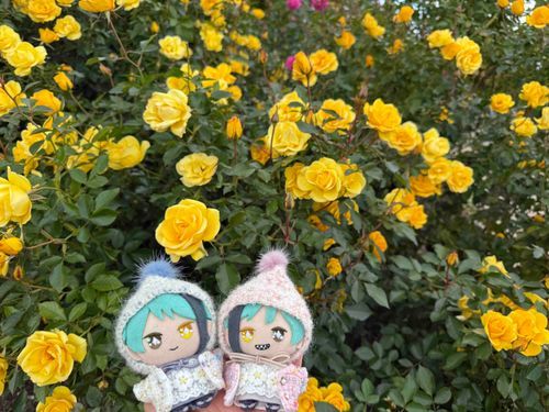 薔薇綺麗ね