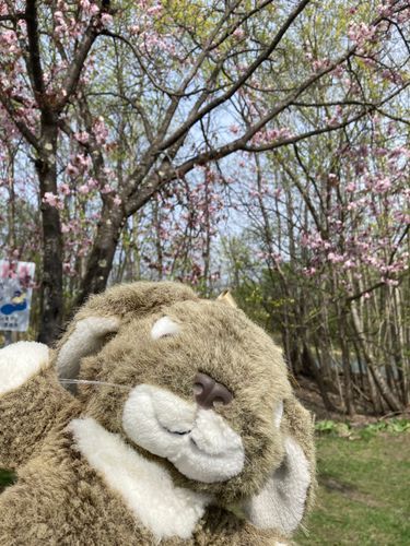 神楽岡公園にも春が来た❣️お外担当のうさ坊が旅疲れで休んでいるので僕が久々にお外にお出かけしたよ
