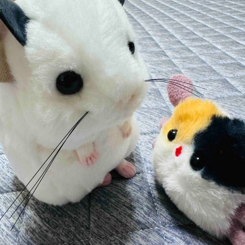 チンチラのちろちゃん🤍
ちろちゃんもつぶらな瞳なの
もきゅには勝てないけどねっ