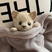 しろちゃん