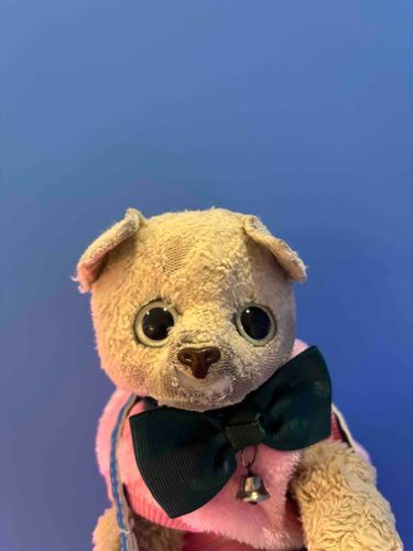訳もわからず証明写真撮られてるしーちゃん