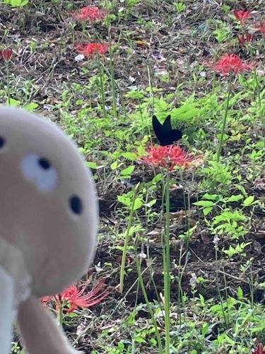 この間の帰省の続きです。
七ツ森古墳という場所が彼岸花の名所になっています。
猛暑の影響でいつもより開花が遅くてあまり咲いていませんでしたが、大ぶりの彼岸花とアゲハ蝶が見れました。
嫌われがちな彼岸花ですが、ママさんは彼岸花が大好きです。
本当は仏様のお花なので、縁起が良いはずなんですけどね。
