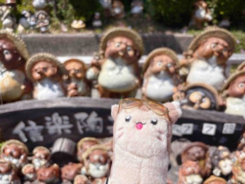 たぬきがたくさんです！
