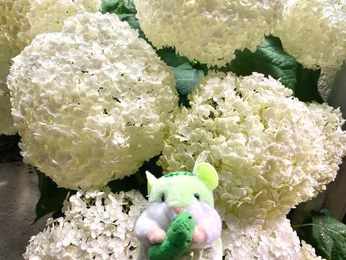 おっきな紫陽花！ちゅ☔️🌸